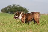 BULLDOG ANGLAIS 190